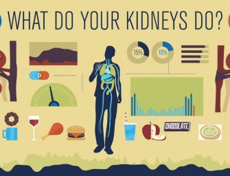 Vos reins expliqués simplement et graphiquement …