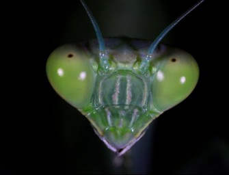 Mantes religieuses : les yeux dans les yeux