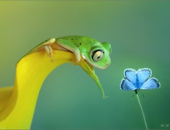 Macrophotographies amphibiennes par Wil Mijer