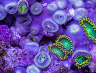 Le monde des animaux marins par Sandro Bocci