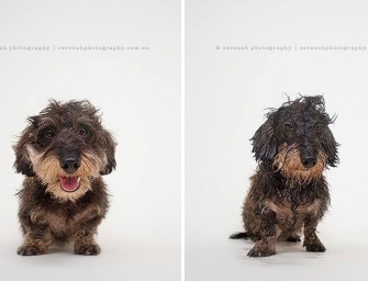 Les chiens mouillés de Serenah Hodson