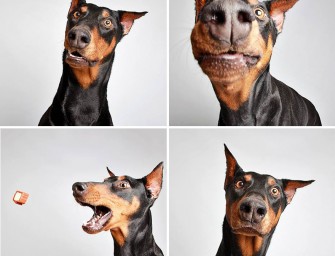 Des photos de chiens pour les aider à trouver un nouveau foyer