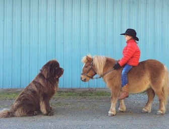 A la rencontre des animaux de Julian