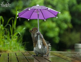 Max Ellis photographie un écureuil et son parapluie