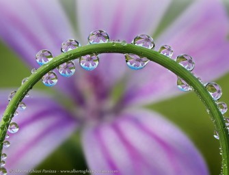 Photos macro de gouttes de rosée par Alberto Ghizzi Panizza