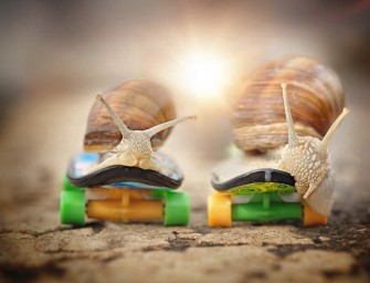 La vie des escargots par Gabi Stickler